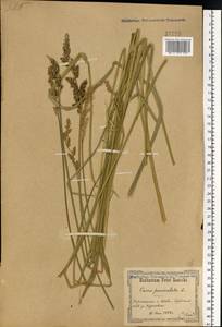 Carex paniculata L., Eastern Europe, North Ukrainian region (E11) (Ukraine)