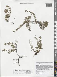 Thymus mongolicus (Ronniger) Ronniger, Siberia, Baikal & Transbaikal region (S4) (Russia)
