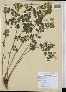 Coronilla coronata L., Caucasus, Black Sea Shore (from Novorossiysk to Adler) (K3) (Russia)