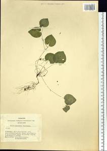 Viola mauritii Tepl., Siberia, Altai & Sayany Mountains (S2) (Russia)