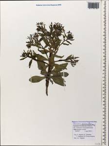 Caccinia macranthera (Banks & Sol.) Brand, Caucasus, Armenia (K5) (Armenia)