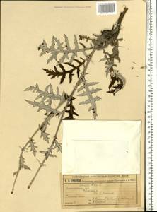 Echinops ritro subsp. ruthenicus (M. Bieb.) Nyman, Eastern Europe, Volga-Kama region (E7) (Russia)