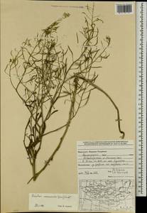 Brassica elongata subsp. integrifolia (Boiss.) Breistr., Mongolia (MONG) (Mongolia)