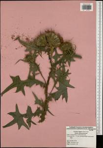 Cirsium vulgare (Savi) Ten., Eastern Europe, Central region (E4) (Russia)