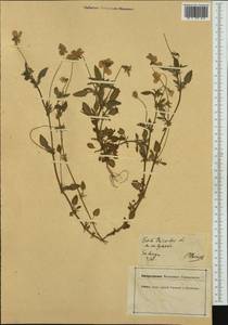 Viola tricolor L., Western Europe (EUR) (Germany)