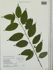 Prunus pensylvanica L. fil., Eastern Europe, Central region (E4) (Russia)