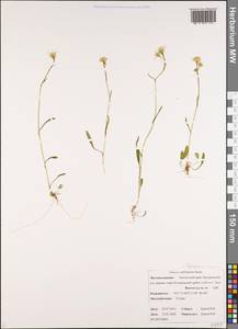 Tephroseris subfrigida (Kom.) Holub, Siberia, Chukotka & Kamchatka (S7) (Russia)