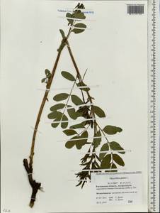 Glycyrrhiza glabra L., Eastern Europe, Rostov Oblast (E12a) (Russia)