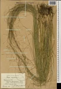 Stipa capillata L., Caucasus, Georgia (K4) (Georgia)