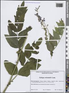 Galega orientalis Lam., Siberia, Western Siberia (S1) (Russia)