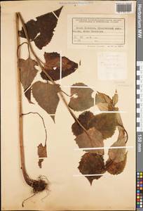 Saussurea grandifolia Maxim., Siberia, Russian Far East (S6) (Russia)
