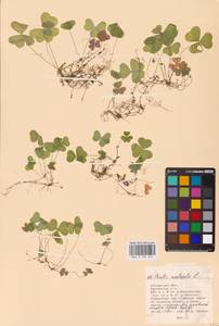 Oxalis acetosella L., Eastern Europe, Central region (E4) (Russia)