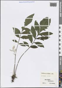 Psephellus dealbatus (Willd.) K.Koch, Caucasus, Stavropol Krai, Karachay-Cherkessia & Kabardino-Balkaria (K1b) (Russia)