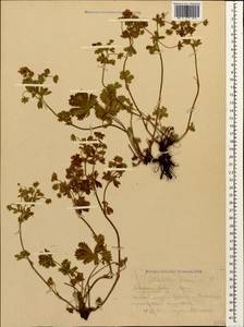 Potentilla humifusa Willd. ex D. F. K. Schltdl., Caucasus, Krasnodar Krai & Adygea (K1a) (Russia)