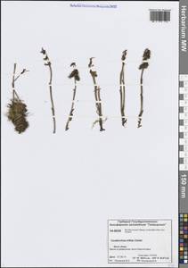 Corallorhiza trifida Châtel., Siberia, Central Siberia (S3) (Russia)