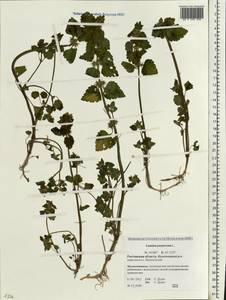 Lamium purpureum L., Eastern Europe, Rostov Oblast (E12a) (Russia)