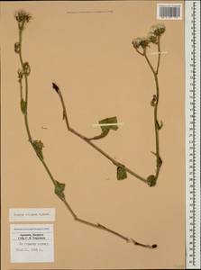 Crepis ciliata K. Koch, Caucasus, Armenia (K5) (Armenia)