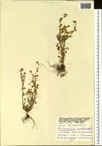 Artemisia macrocephala Jacquem. ex Besser, Siberia, Altai & Sayany Mountains (S2) (Russia)