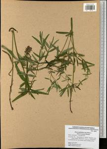 Dracocephalum ruyschiana L., Eastern Europe, Central region (E4) (Russia)