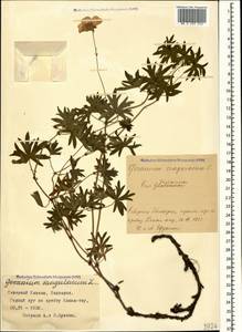 Geranium sanguineum L., Caucasus, Stavropol Krai, Karachay-Cherkessia & Kabardino-Balkaria (K1b) (Russia)