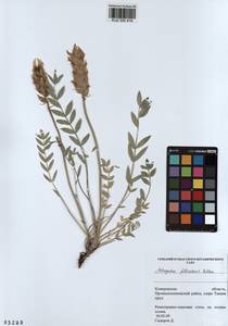 KUZ 000 916, Astragalus follicularis Pall., Siberia, Altai & Sayany Mountains (S2) (Russia)