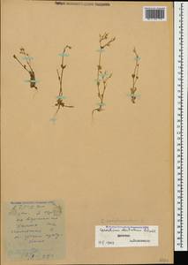 Cerastium semidecandrum L., Caucasus, Dagestan (K2) (Russia)