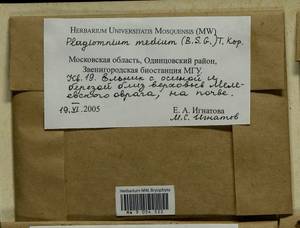 Plagiomnium medium (Bruch & Schimp.) T.J. Kop., Bryophytes, Bryophytes - Moscow City & Moscow Oblast (B6a) (Russia)