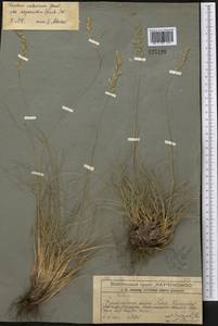 Festuca valesiaca Schleich. ex Gaudin, Middle Asia, Western Tian Shan & Karatau (M3) (Kazakhstan)