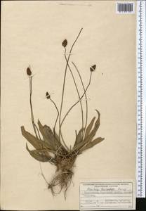 Plantago lanceolata L., Middle Asia, Pamir & Pamiro-Alai (M2) (Tajikistan)