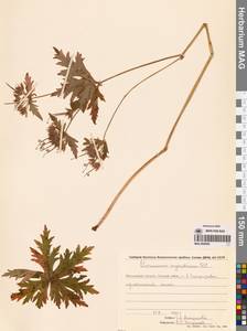 Geranium erianthum DC., Siberia, Chukotka & Kamchatka (S7) (Russia)