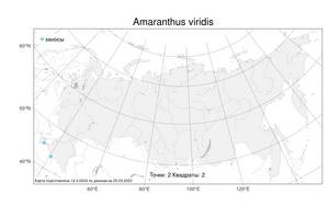Amaranthus viridis L., Atlas of the Russian Flora (FLORUS) (Russia)