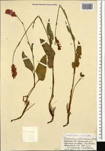 Bistorta carnea (K. Koch) Kom., Caucasus, Georgia (K4) (Georgia)