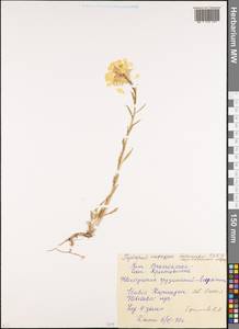 Erysimum ibericum (Adams) DC., Caucasus, North Ossetia, Ingushetia & Chechnya (K1c) (Russia)