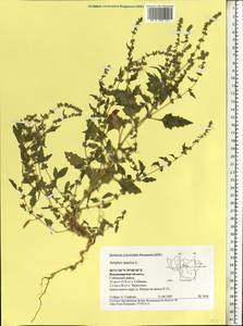 Atriplex tatarica L., Eastern Europe, Central region (E4) (Russia)