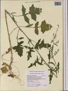 Sisymbrium officinale (L.) Scop., Western Europe (EUR) (Bulgaria)