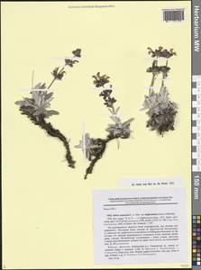 Salvia canescens var. daghestanica (Sosn.) Menitsky, Caucasus, Dagestan (K2) (Russia)