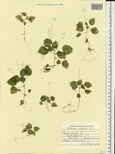 Circaea alpina L., Eastern Europe, Northern region (E1) (Russia)