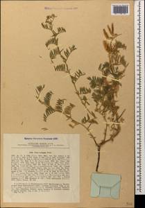 Vicia variegata subsp. variegata, Caucasus, Azerbaijan (K6) (Azerbaijan)