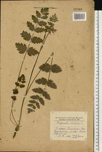 Pimpinella saxifraga L., Eastern Europe, North Ukrainian region (E11) (Ukraine)