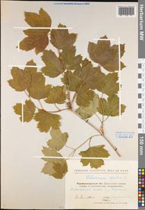 Viburnum opulus L., Eastern Europe, North Ukrainian region (E11) (Ukraine)