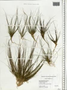 Juncus bulbosus L., Eastern Europe, Central region (E4) (Russia)