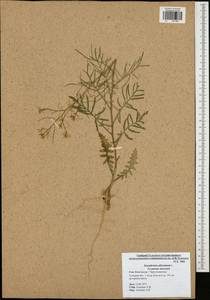 Sisymbrium altissimum L., Eastern Europe, Central region (E4) (Russia)