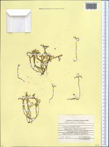 Sedum gracile C. A. Mey., Caucasus, Stavropol Krai, Karachay-Cherkessia & Kabardino-Balkaria (K1b) (Russia)