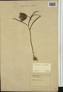 Fritillaria meleagris L., Western Europe (EUR) (Slovenia)