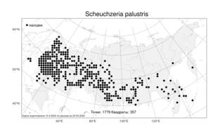 Scheuchzeria palustris L., Atlas of the Russian Flora (FLORUS) (Russia)