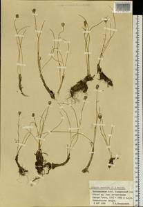 Gagea serotina (L.) Ker Gawl., Siberia, Altai & Sayany Mountains (S2) (Russia)