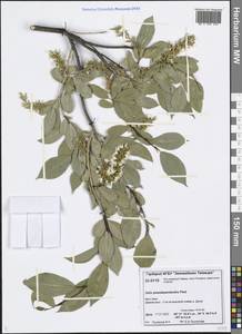 Salix pseudopentandra (Flod.) Flod., Siberia, Central Siberia (S3) (Russia)