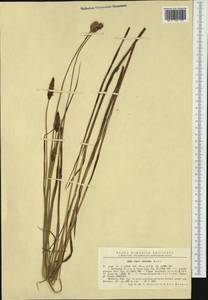 Carex disticha Huds., Western Europe (EUR) (Romania)