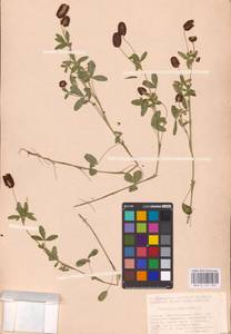 Trifolium spadiceum L., Eastern Europe, North-Western region (E2) (Russia)