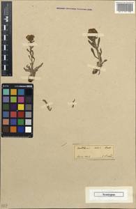 Moltkia aurea Boiss., South Asia, South Asia (Asia outside ex-Soviet states and Mongolia) (ASIA) (Turkey)